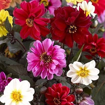 VibeX GBPT-1000-Flower Dahlia RED Skin Mixed Seed