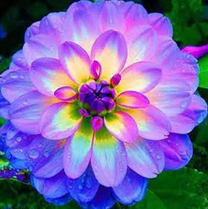 Dioart Hua 481 Dahlia Zingaro 2 Seeds Giant Flowers Seed Price In India Buy Dioart Hua 481 Dahlia Zingaro 2 Seeds Giant Flowers Seed Online At Flipkart Com