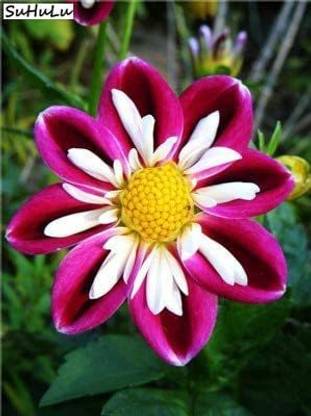 VibeX GBPT-1084-Dahlia Flower Seeds Bonsai for Home Seed
