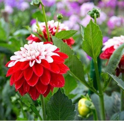 VibeX PAU-705-Flower - Dahlia Dwarf Double Mixed Flower Seeds Seed