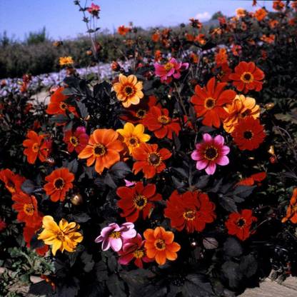 VibeX HUA-115-Dahlia Variabilis Bishops Children Seeds - Mixed Colours Seed