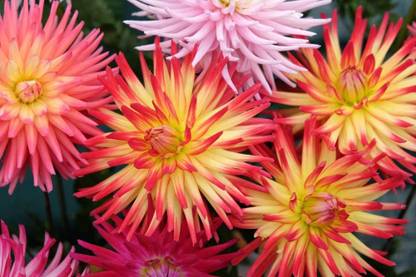 DIOART ™ PAU-777-Dahlia Pompon Mix Flower (Perennial) Seed