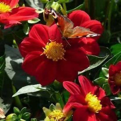 VibeX Dahlia Seed