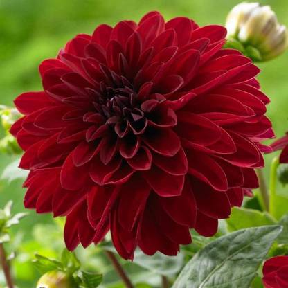 VibeX Melody Dahlia 'Mambo' Seed