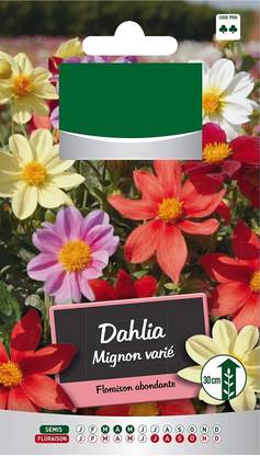 VibeX PAU-1635-Dahlia VARIABILIS - UNWINS Bedding Mix Compact Seed