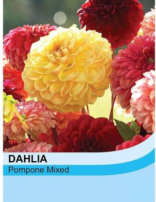 VibeX GBPT-202-Dahlia- COLLARETTE Dandy Mixed Seed