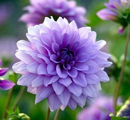 VibeX HUA-1237-Dahlia Flower Seeds Seed