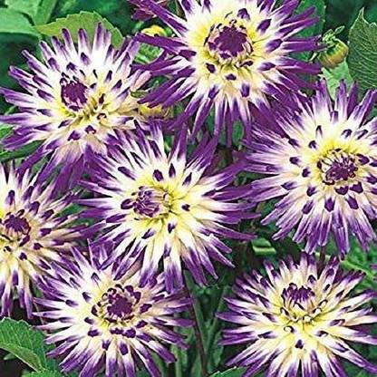 VibeX PUAS-452-Cactus Dahlia Veritable (Seeds) Colorful Starburst Seed