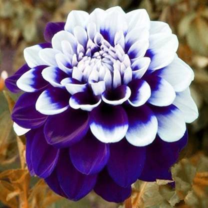 VibeX Dahlia Flower Seed