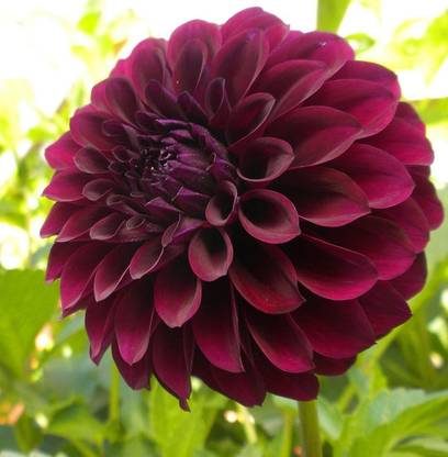 VibeX GBPT-1054-F1 Hybrid Black Dahlia UNIQUE FLOWER SEEDS Seed