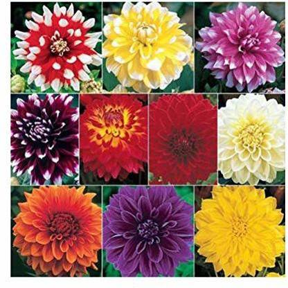 prev Dahlia Double Flower Seeds Seed