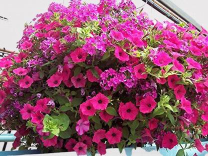 YOUNG STAR PT47 BEST QUALITY PETUNIA MIXED BEAUTIFUL FLOWERS SEED Seed