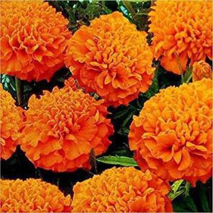 YOUNG STAR MO56 BEST QUALITY MARIGOLD ORANGE SEED PACK OF 100 SEEDS HYBRID IMPORTED FLOWER SEED PACK OF 100 SEEDS Seed