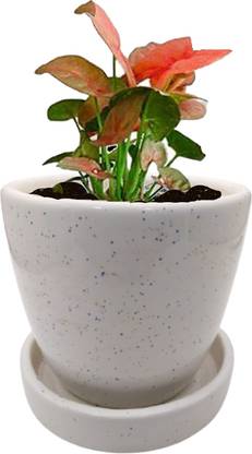INDIA MEETS INDIA Cup Plate Ceramic Flower Pot Planter Indoor Outdoor Planter Handicraft Plant Container Set