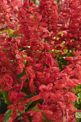 CYBEXIS Salvia Vista Red Mix Flower Seeds Seed