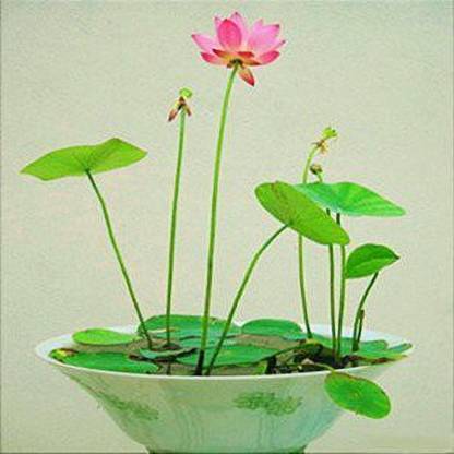 KANAYA Lotus Mixed Flower Seed