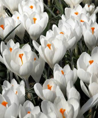 LIVE GREEN Crocus ‘Jeanne D’arc’ Important Flower Bulbs Seed