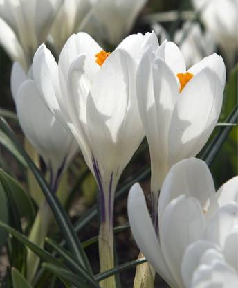 plantogallery Flower Bulbs | Crocus ‘Jeanne D’arc’ Important Flower Bulbs For, Home Garden –(pack of 15 bulbs White) Seed