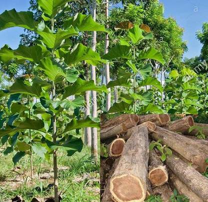 Trothic Marjoram Plant