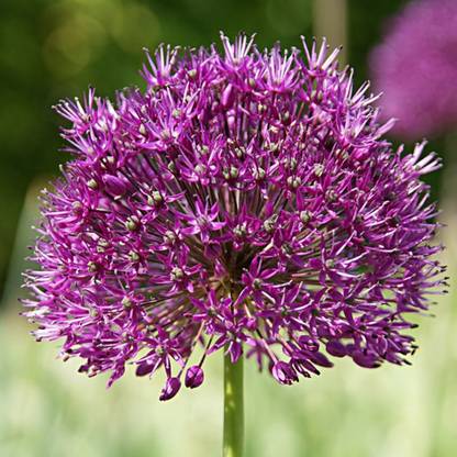 LIVE GREEN Allium ‘Sphaerocephalon’ Seed