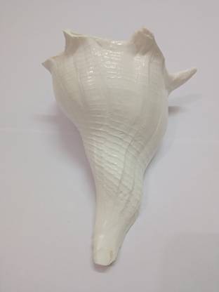 MSM Dakshinavarti shankh/Lakshmi Pooja shankh 11-12cm Sacred Shankh