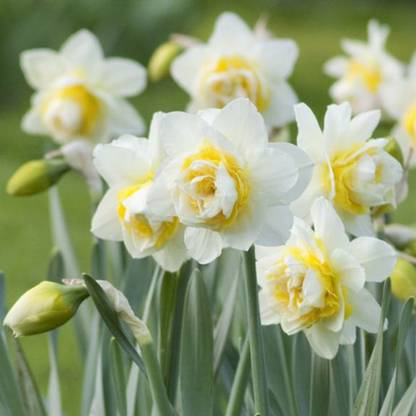 plantogallery Daffodil ‘White Lion’ Important Flower Bulbs For Home Garden, (Pack Of 5 Bulbs Double Daffodil White) Seed