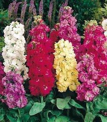 VibeX GBPT-10-Stock Matthiola Incana Mixed Color Flower Seeds Seed