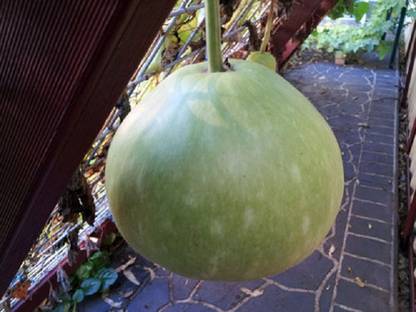 Sjeme Pusa Manjiri Bottle Gourd Lauki seed Seed