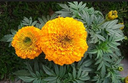 modernseed Genda phool Seed