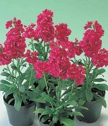 VibeX NBIR-21-Seeds of Deep Rose Ten Week Dwarf Stocks IP104 (Matthiola Icana) Seed