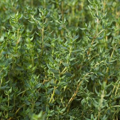 XOLDA Thyme Seed