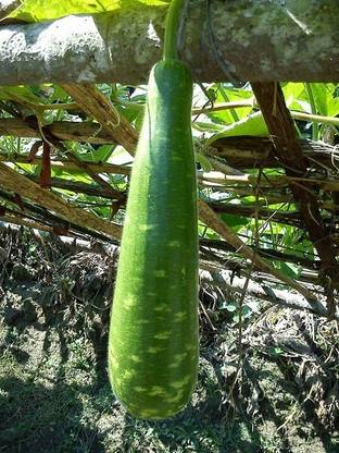Sjeme Narendra Rashmi Bottle Gourd Lauki seed Seed