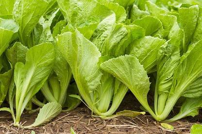 modernseed Mustard Leaves/Sarso Saag Seed