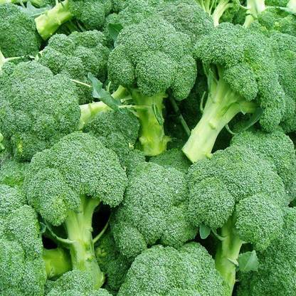 Sjeme Hari phool gobi broccoli seed Seed