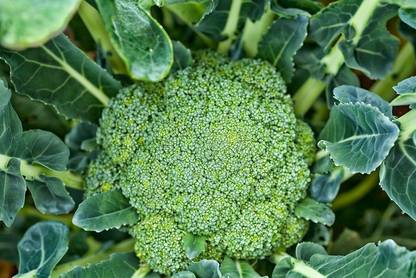 Sjeme Green Magic broccoli seed Seed