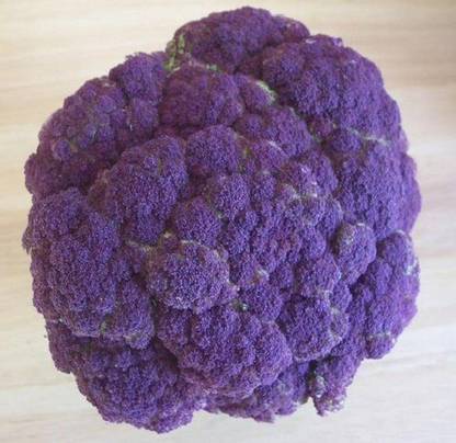 Sjeme Purple broccoli broccoli seed Seed