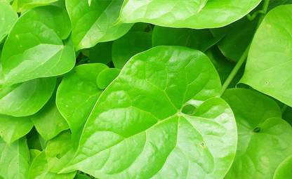 Biosnyg Giloy | Gulvel | Tinospora Cordifolia | Gurcha | Guduchi | Amrta 5 Seeds Seed