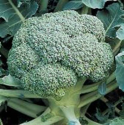 Sjeme DiCicco broccoli seed Seed