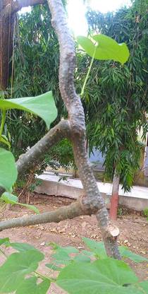 prev Giloy Plant Live AMRITA TINOSPORA CORDIFOLIA Seed