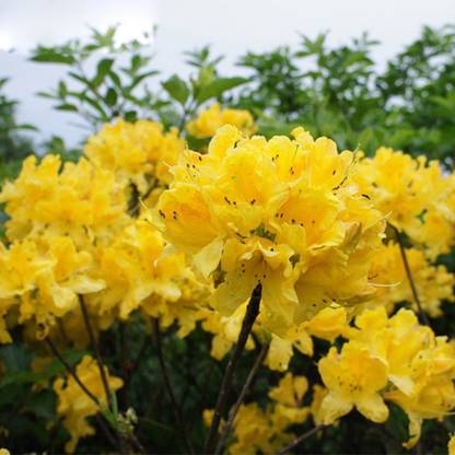 Futaba Rare Yellow Azalea Seeds Seed