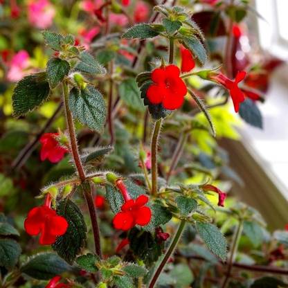 LIVE GREEN Achimenes Pulcherrima Seed