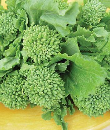 Sjeme Broccoli raab (rapini) broccoli seed Seed