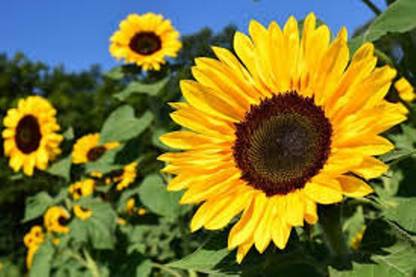 ROSEMERC sunflower Seed