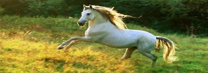 SJL-23 Lucky Seven Horses Running Vastu Paper Poster Paper Print