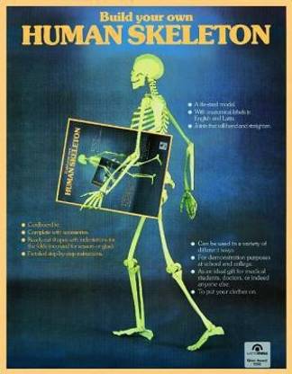 Build Your Own Human Skeleton
