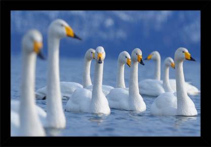 Art collection Beautiful Group of Swan Photo Frame Ink 12 inch x 18 inch Painting