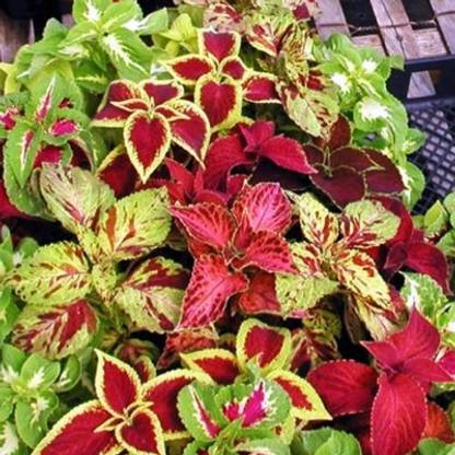 Airex COLEUS RAINBOW MIXED FLOWER SEEDS PACK OF 450 SEEDS x 1 PACKET Seed