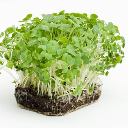 XOLDA WaterCress Seed