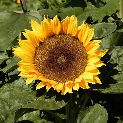 Paudha Sunflower Sunspot Seed