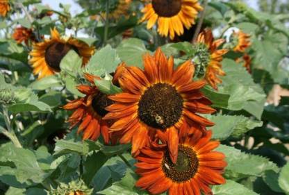XOLDA Sunflower Earthwalker Seed